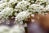 семейство Apiaceae. Часть соцветия. Приморский край, Лазовский р-н, Лазовский заповедник, кордон Карпадь, каменистый берег р. Прямушки. 19.08.2009.