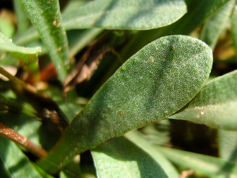 Image of Limonium virgatum specimen.