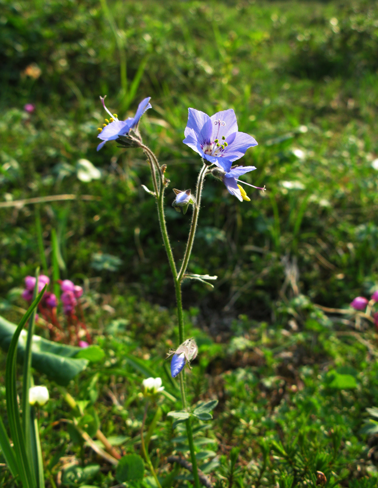 Image of Polemonium acutiflorum specimen.