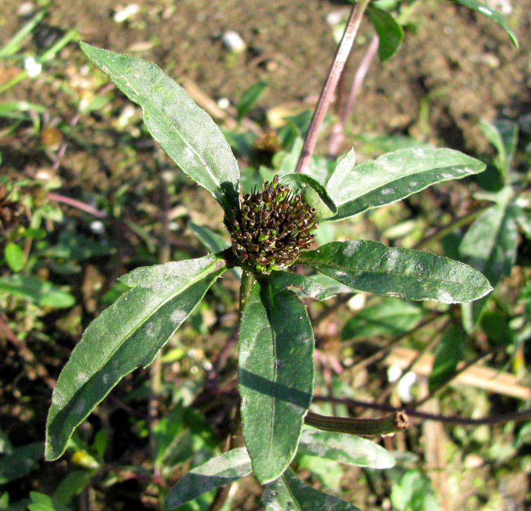 Image of Bidens &times; garumnae specimen.