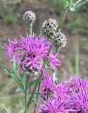 Centaurea scabiosa. Соцветия. Для шероховатого василька характерны чёрные придатки листочков обертки корзинок, рассеченные наверху на нитевидные доли. Ленинградская обл., Лужский р-н, опушка сухого сосняка. 16.06.2007.