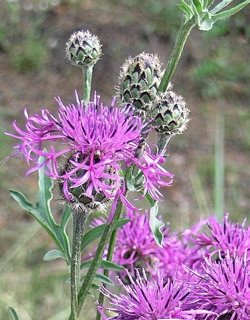 Изображение особи Centaurea scabiosa.