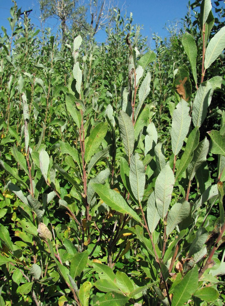 Image of Salix &times; laurina specimen.