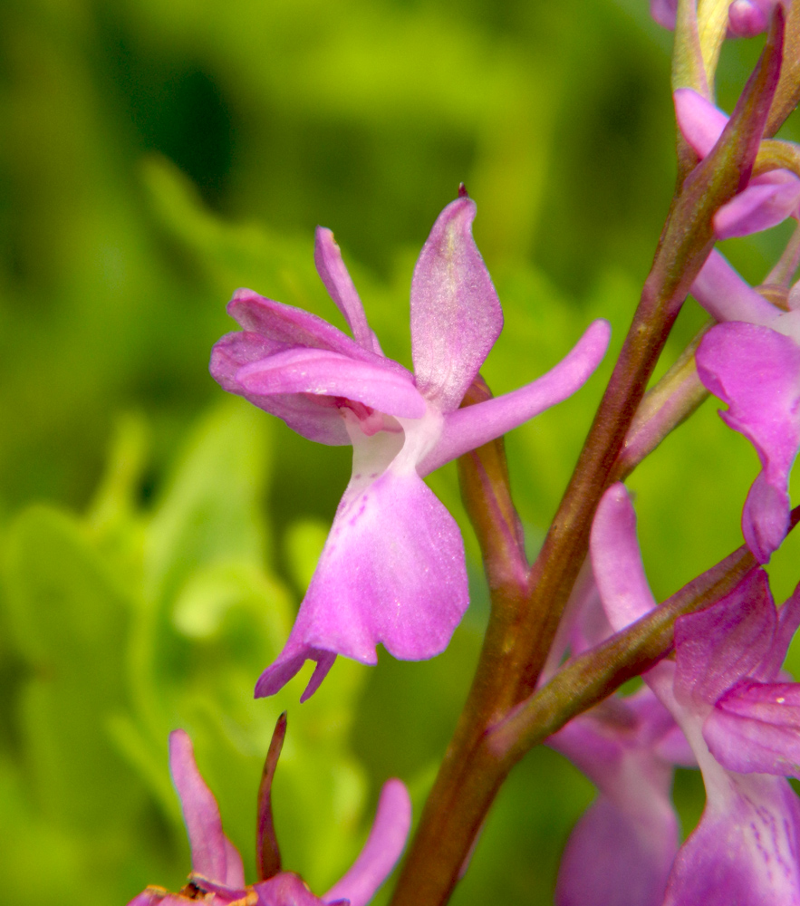 Изображение особи Anacamptis laxiflora ssp. elegans.