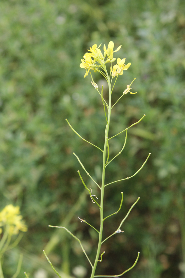 Image of Erucastrum armoracioides specimen.