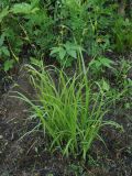 Carex latisquamea. Растение у тропы. Приморский край, г. Находка, падь Отрадная. 17.06.2012.