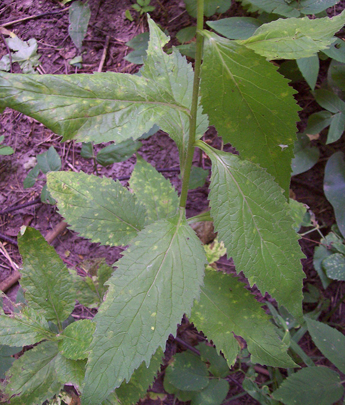 Изображение особи Campanula latifolia.