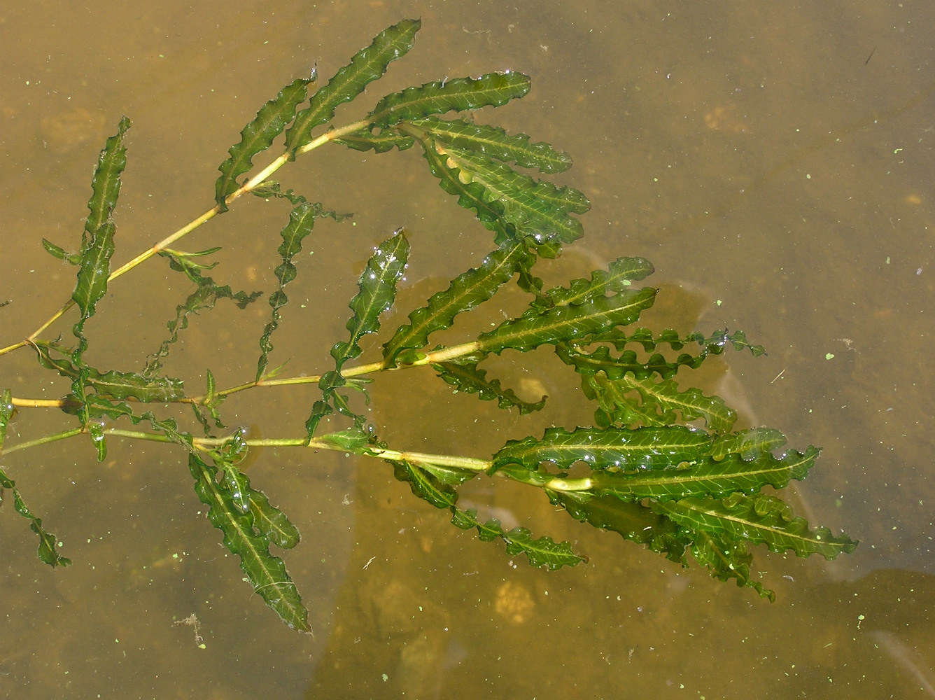 Image of Potamogeton crispus specimen.