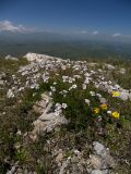 Gypsophila tenuifolia. Цветущие растения. Кабардино-Балкария, Зольский р-н, г. Западный Кинжал. 27.07.2012.