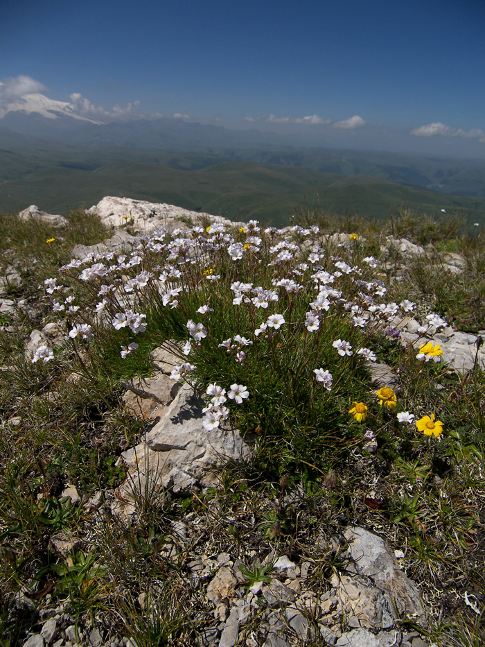 Image of Gypsophila tenuifolia specimen.