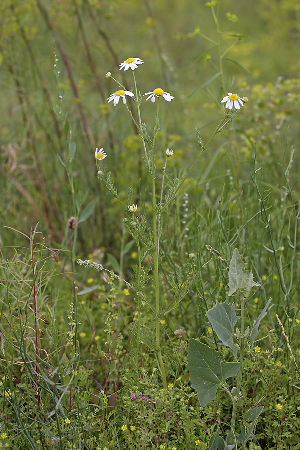 Image of genus Tripleurospermum specimen.