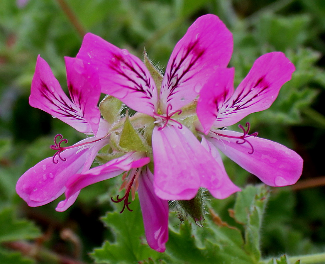 Image of genus Pelargonium specimen.