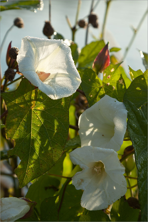 Image of Calystegia sepium specimen.