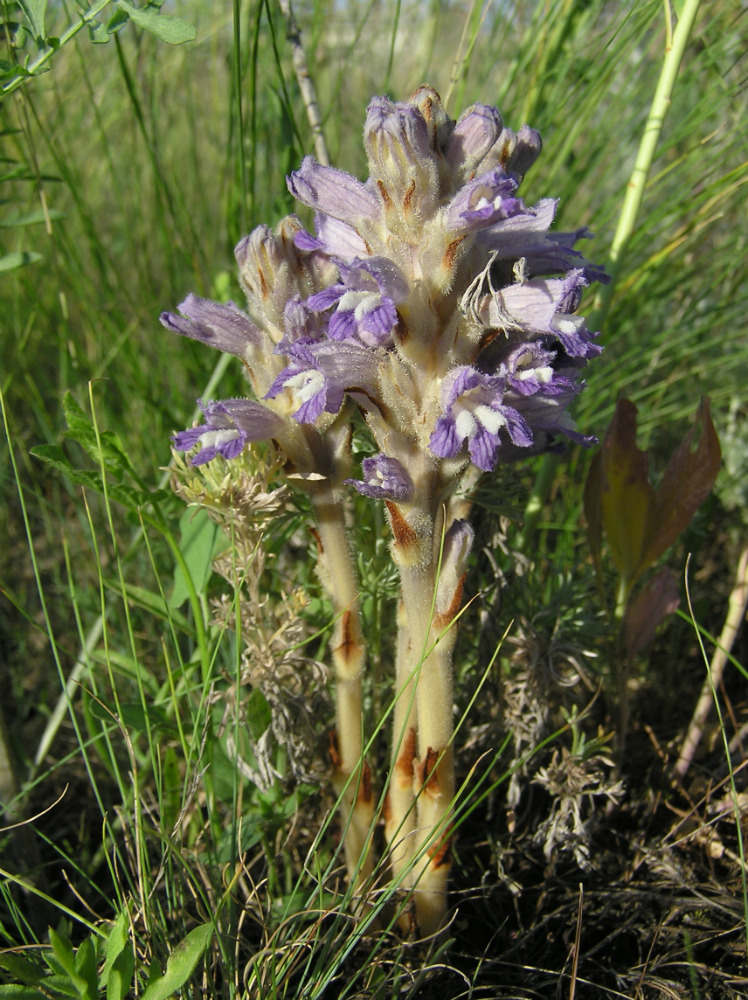 Image of Phelipanche arenaria specimen.