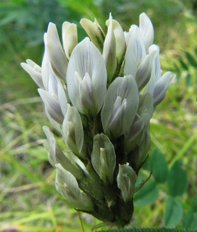 Image of Astragalus inopinatus specimen.