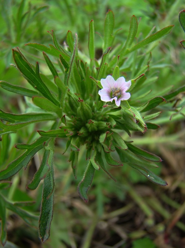 Image of Geranium dissectum specimen.