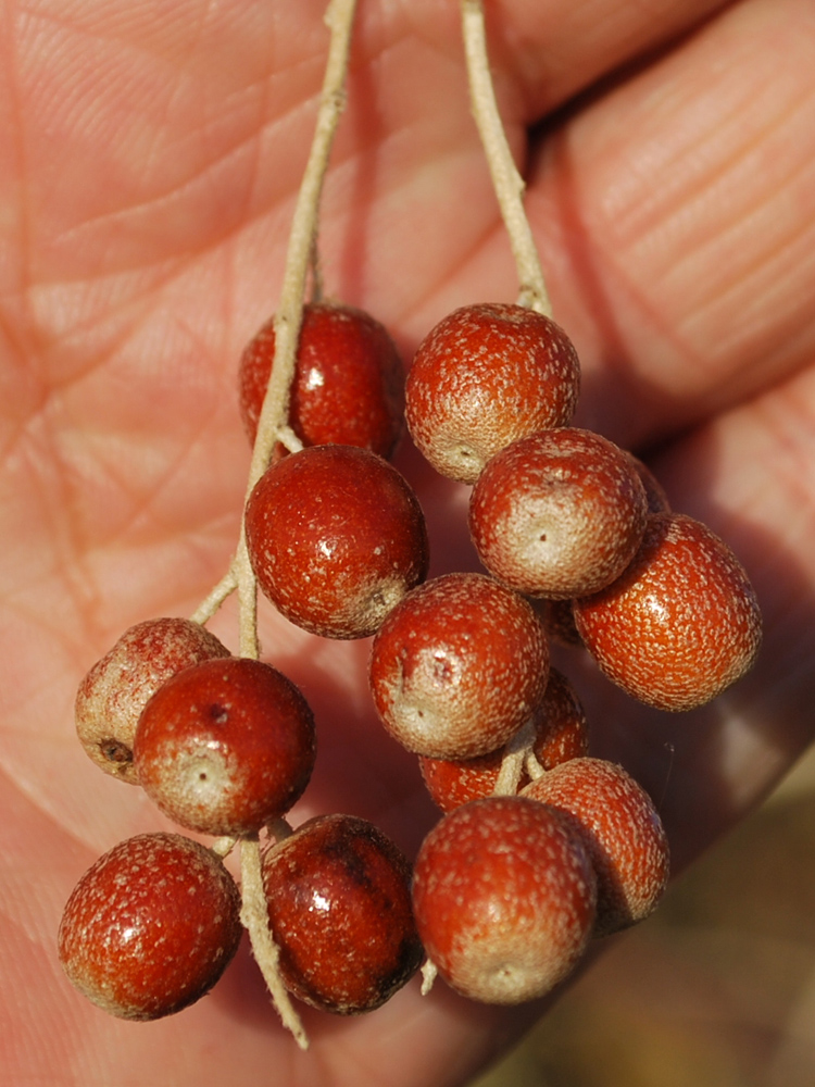 Image of Elaeagnus angustifolia specimen.