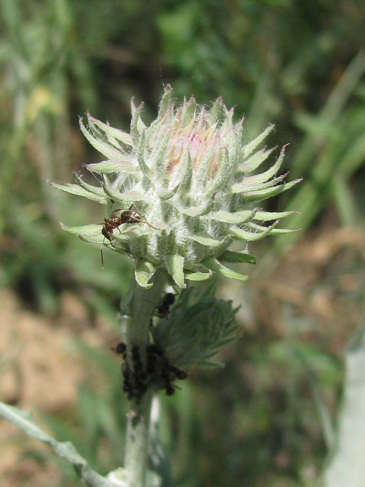 Изображение особи Jurinea pseudocyanoides.