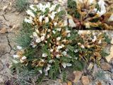Astragalus rupifragus
