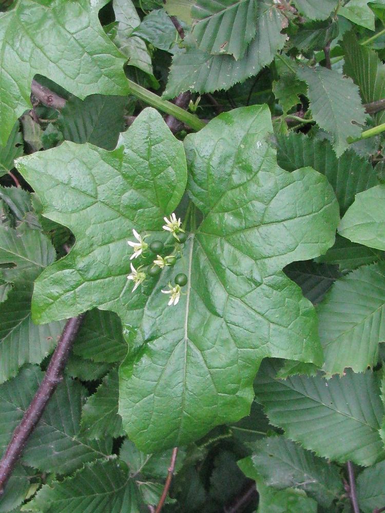 Image of Bryonia alba specimen.