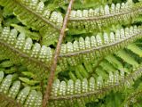 Dryopteris crassirhizoma. Часть вайи с сорусами (вид снизу). Владивосток, ботанический сад-институт ДВО РАН. 13 июня 2012 г.