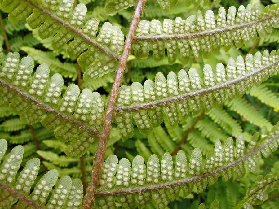 Изображение особи Dryopteris crassirhizoma.