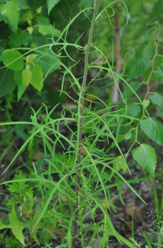 Image of Lactuca indica specimen.