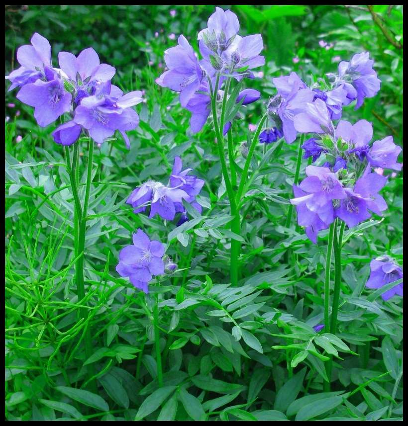 Image of Polemonium acutiflorum specimen.