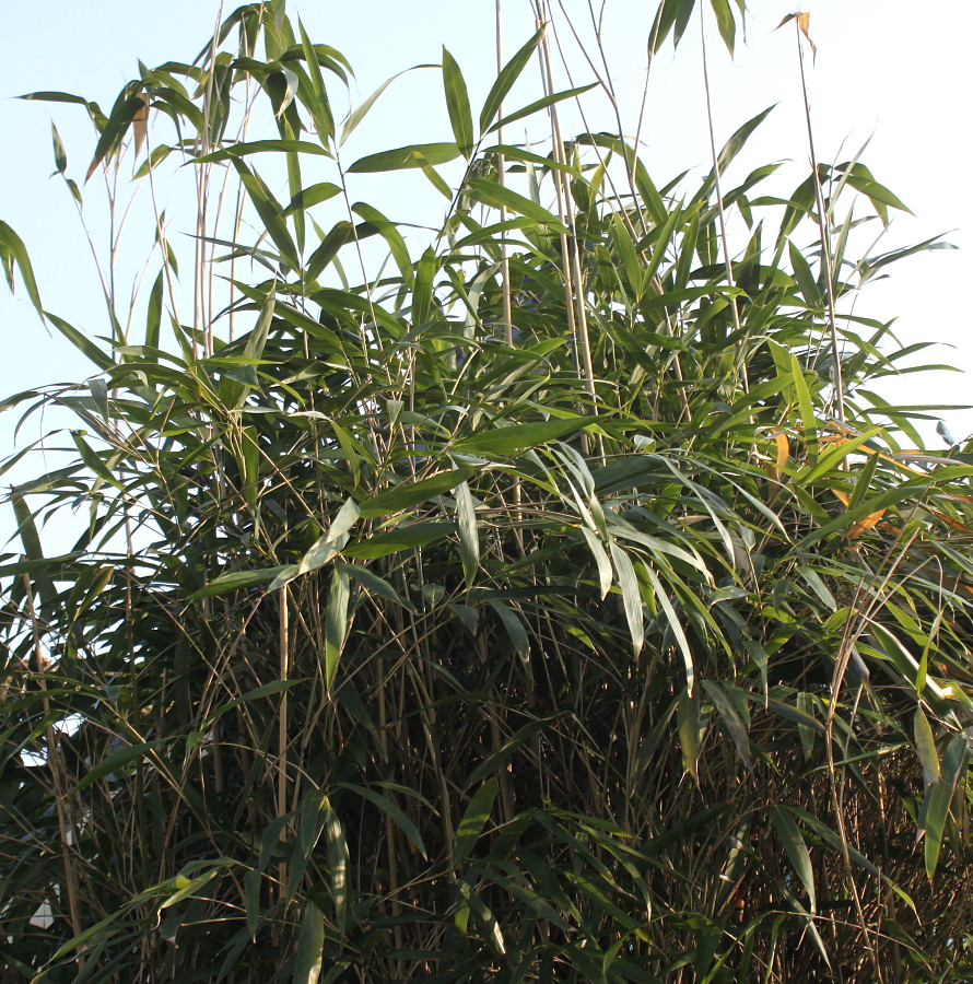 Image of genus Phyllostachys specimen.