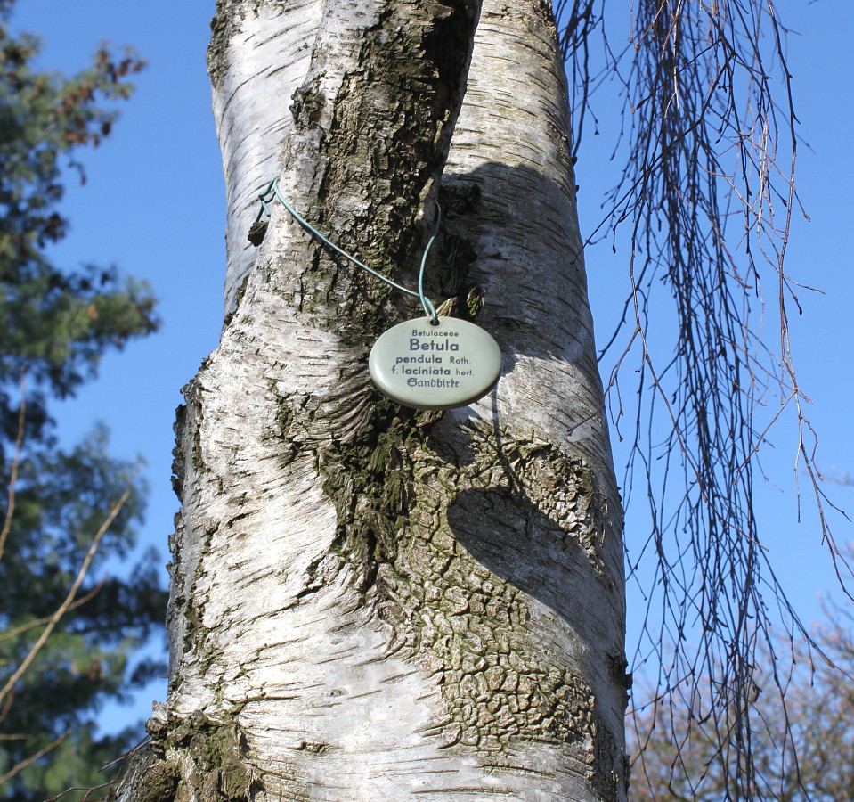 Image of Betula pendula f. dalecarlica specimen.