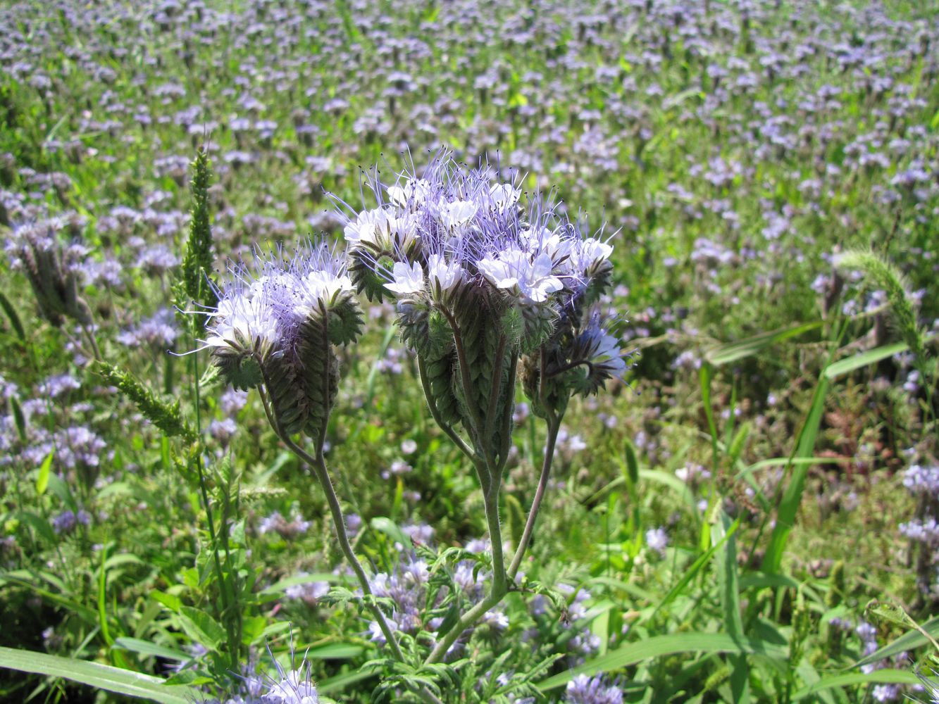 Image of Phacelia tanacetifolia specimen.