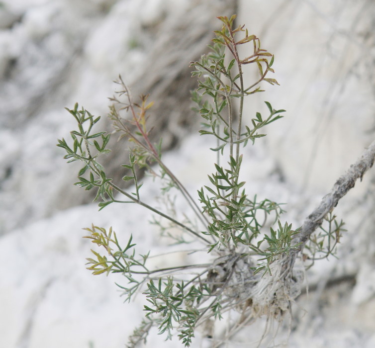 Image of Pimpinella tragium specimen.