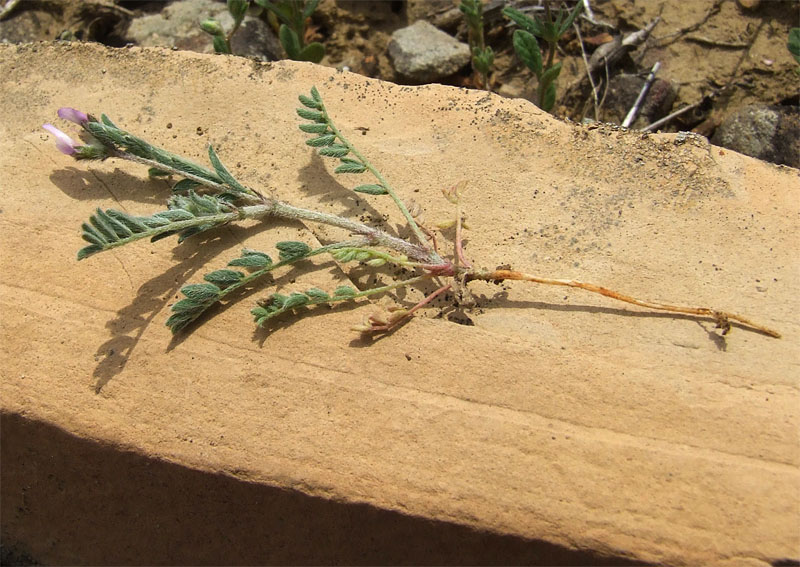 Image of Astragalus asterias specimen.