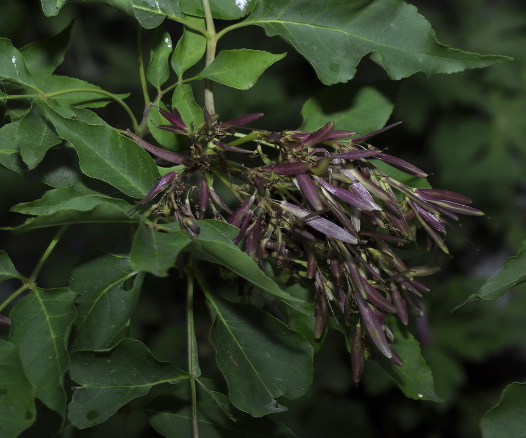 Image of Fraxinus ornus specimen.