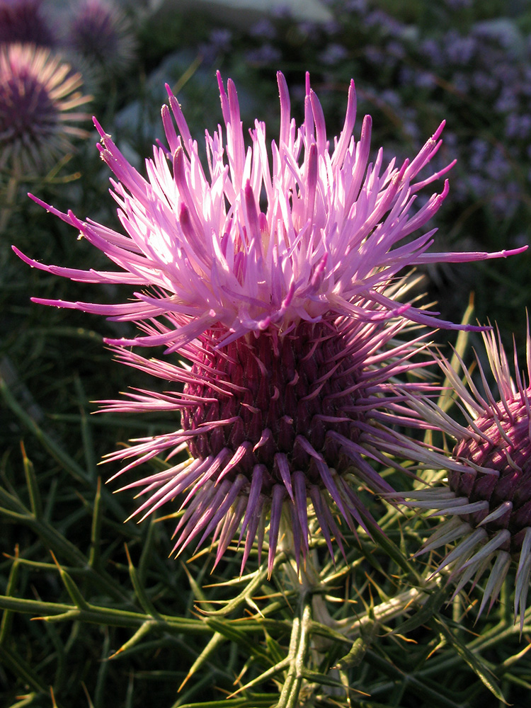 Image of Lamyra echinocephala specimen.