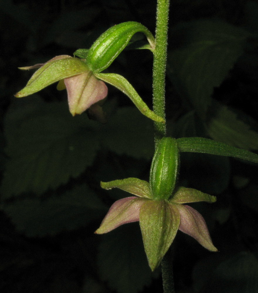 Image of Epipactis helleborine specimen.