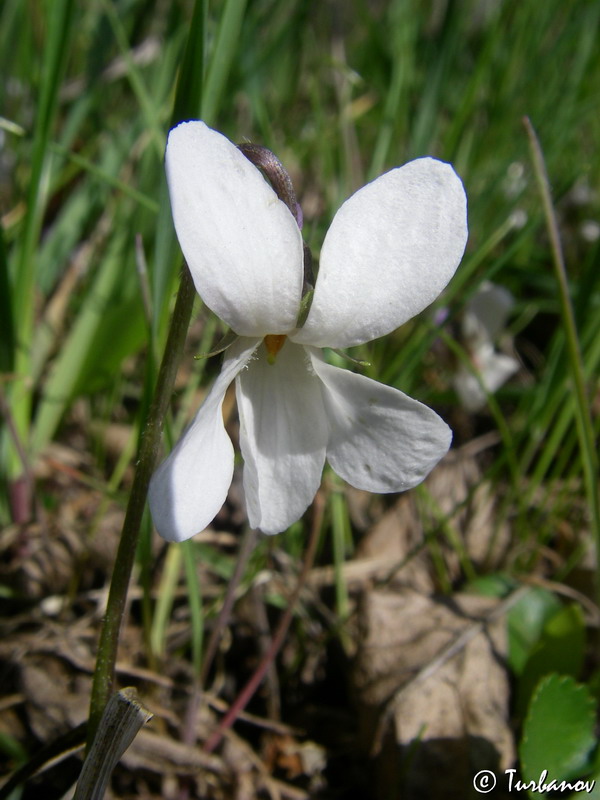 Image of Viola suavis specimen.