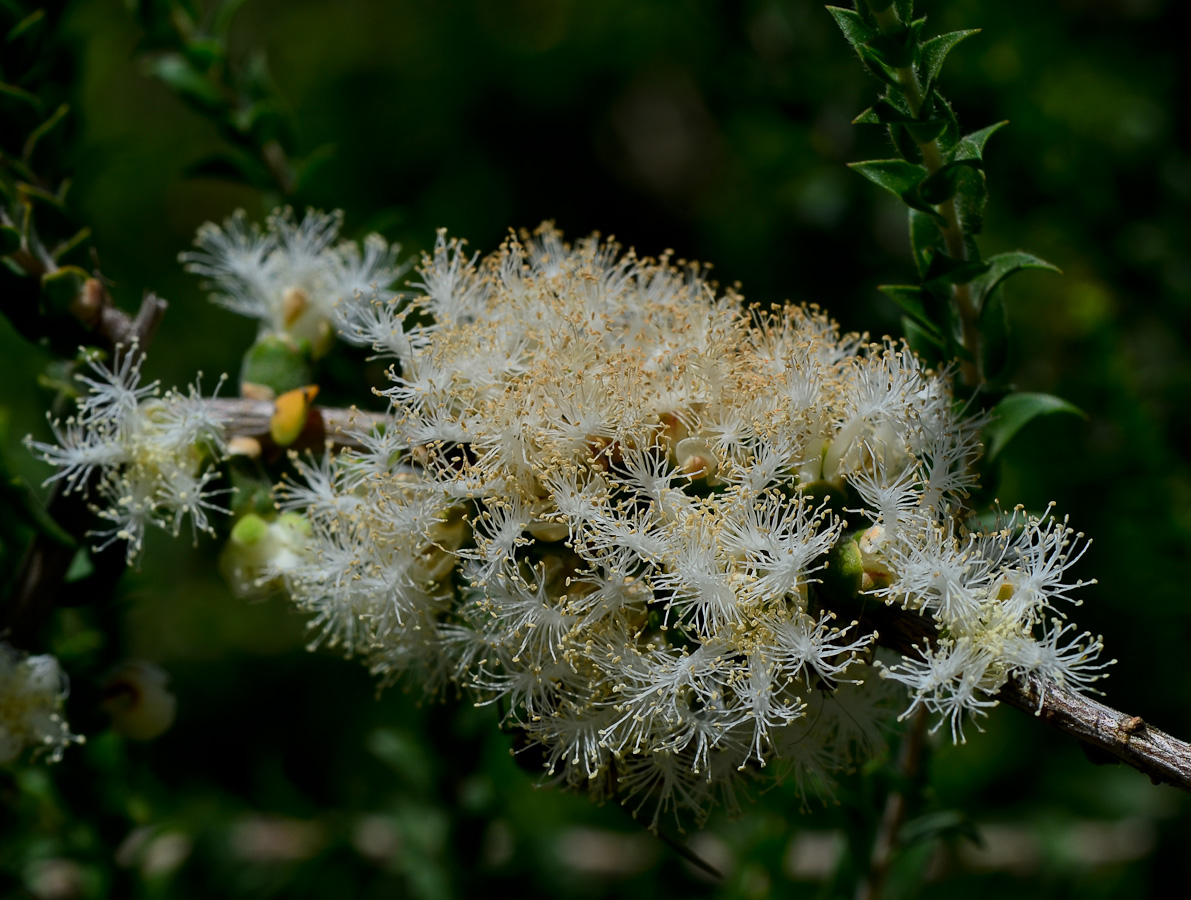 Image of Melaleuca cardiophylla specimen.