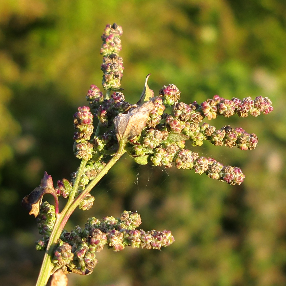 Изображение особи Chenopodium album.