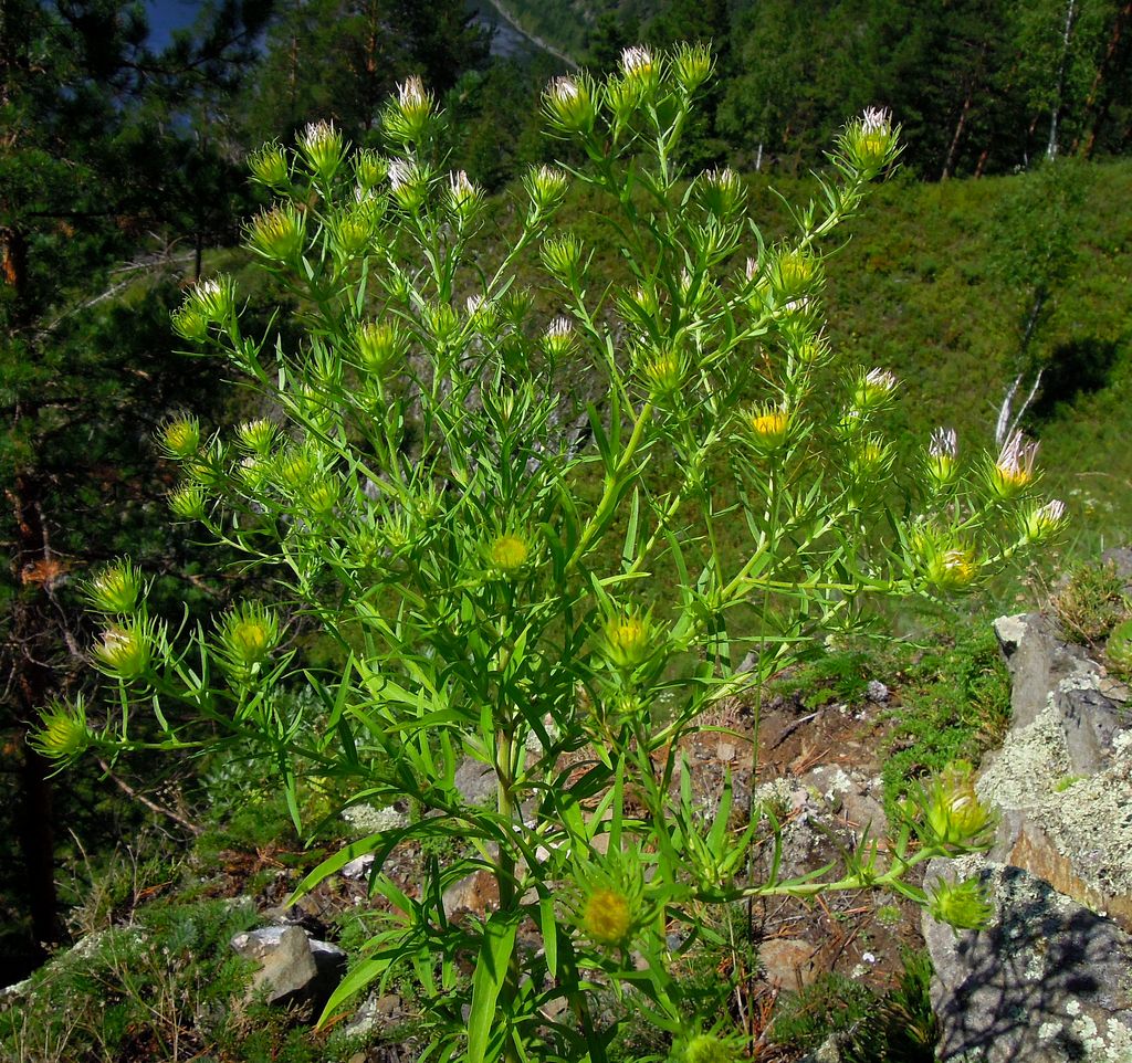 Image of Heteropappus biennis specimen.