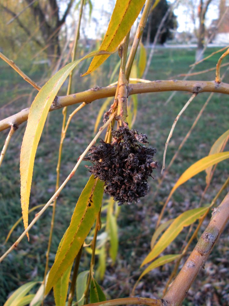 Image of Salix babylonica specimen.