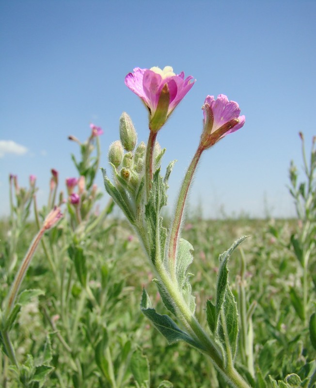 Image of Epilobium villosum specimen.