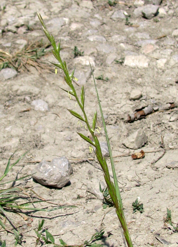 Image of genus Lolium specimen.