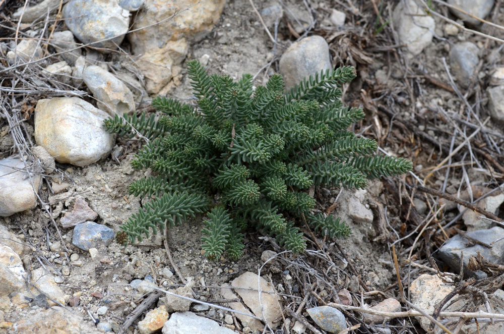 Image of Pseudosedum ferganense specimen.