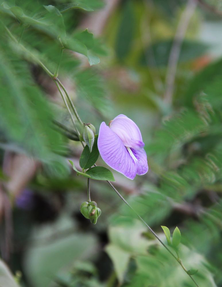 Image of Clitoria macrophylla specimen.