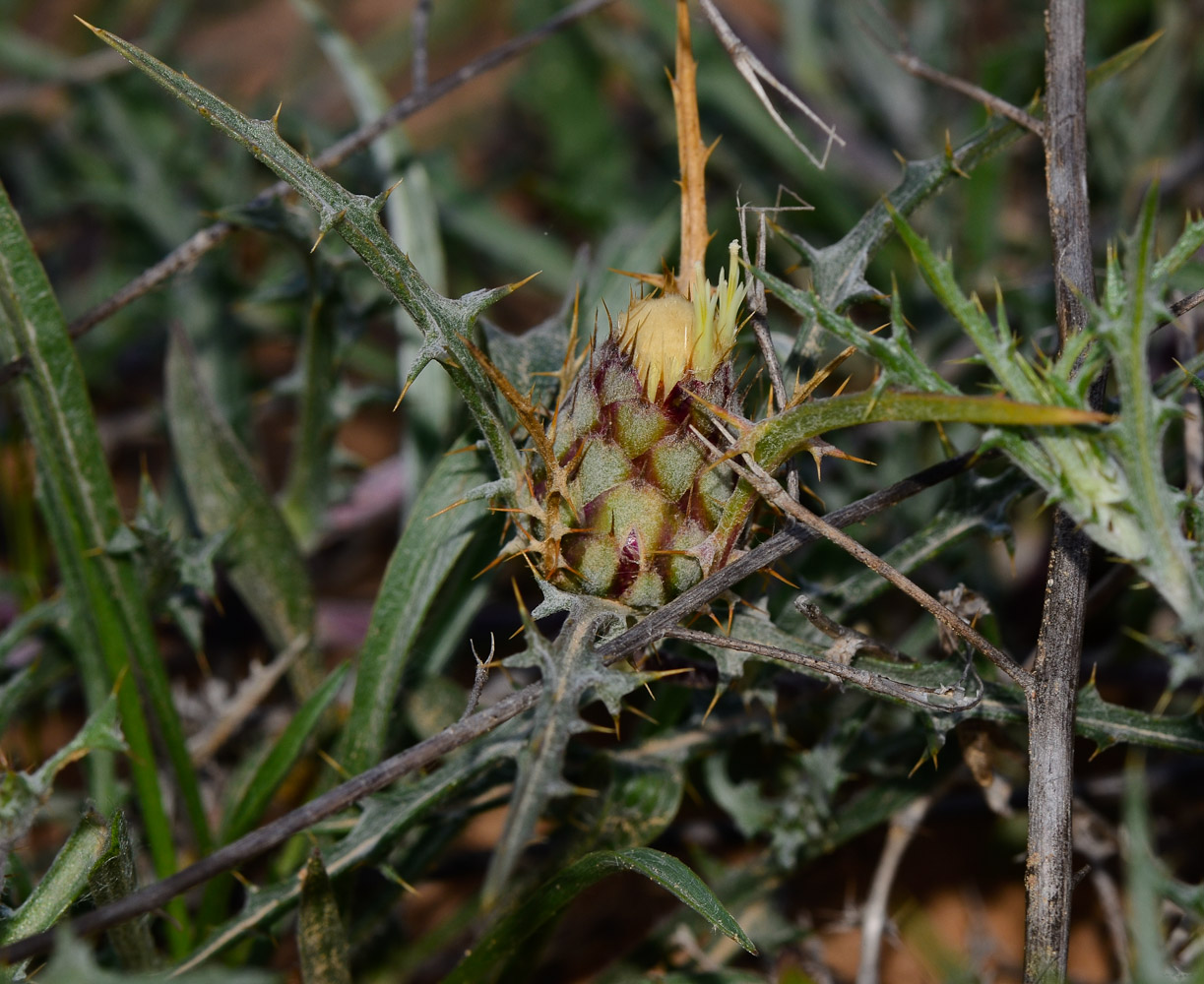 Image of Atractylis carduus specimen.