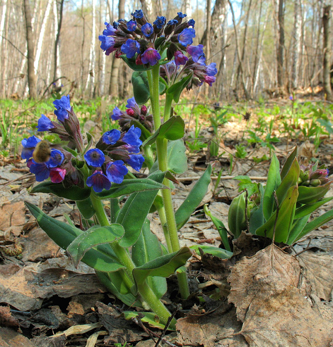 Image of Pulmonaria mollis specimen.