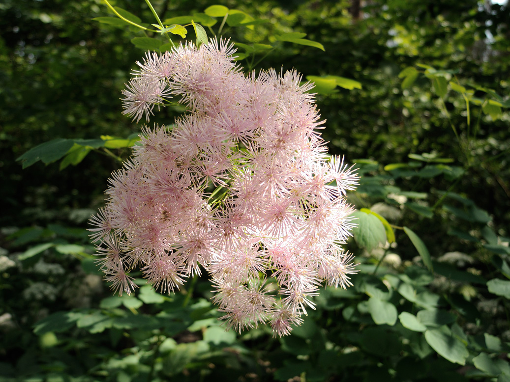 Image of Thalictrum aquilegiifolium specimen.