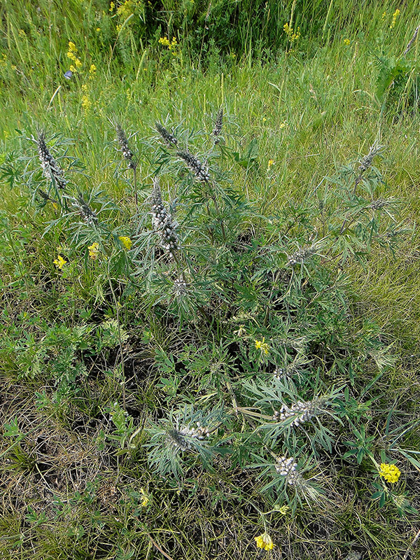 Image of Leonurus deminutus specimen.