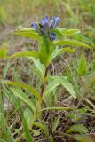 Gentiana cruciata. Цветущее растение. Ленинградская обл., Волосовский р-н, окр. дер. Большое Заречье, сухой низкотравный луг на известняке. 19.07.2014.